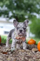 Hope, a female French Bulldog for sale in Millersburg, OH – 9 of 10