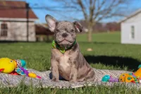 Liam, a male Frenchton for sale in Millersburg, OH – Photo 7 of 7