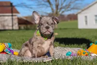 Liam, a male Frenchton for sale in Millersburg, OH – Photo 4 of 7