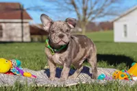 Liam, a male Frenchton for sale in Millersburg, OH – Photo 6 of 7
