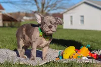 Liam, a male Frenchton for sale in Millersburg, OH – Photo 5 of 7