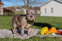 Liam, a male Frenchton for sale in Millersburg, OH – Photo 3 of 7