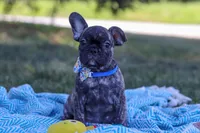 Cade, a male French Bulldog for sale in Millersburg, OH – Photo 10 of 10