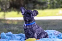 Cade, a male French Bulldog for sale in Millersburg, OH – Photo 9 of 10