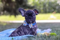 Cade, a male French Bulldog for sale in Millersburg, OH – Photo 1 of 10