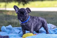 Cade, a male French Bulldog for sale in Millersburg, OH – Photo 5 of 10