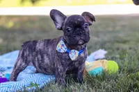 Cade, a male French Bulldog for sale in Millersburg, OH – Photo 2 of 10