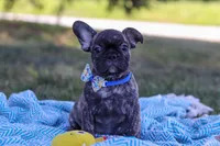 Cade, a male French Bulldog for sale in Millersburg, OH – Photo 8 of 10