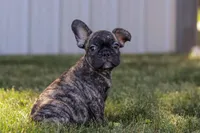 Cade, a male French Bulldog for sale in Millersburg, OH – Photo 4 of 10