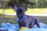 Cade, a male French Bulldog for sale in Millersburg, OH – Photo 7 of 10