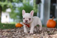 Eden, a female French Bulldog for sale in Millersburg, OH – 7 of 10