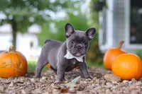 Haven, a female French Bulldog for sale in Millersburg, OH – 3 of 9