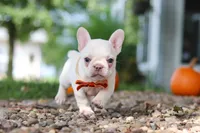 Eden, a female French Bulldog for sale in Millersburg, OH – 3 of 10