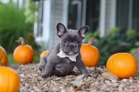 Haven, a female French Bulldog for sale in Millersburg, OH – 4 of 9