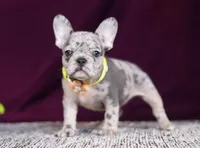 Allie, a female French Bulldog for sale in Millersburg, OH – Photo 3 of 10