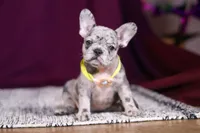 Allie, a female French Bulldog for sale in Millersburg, OH – Photo 1 of 10