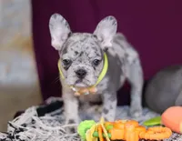 Allie, a female French Bulldog for sale in Millersburg, OH – Photo 6 of 10