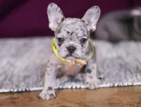 Allie, a female French Bulldog for sale in Millersburg, OH – Photo 5 of 10