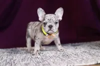 Allie, a female French Bulldog for sale in Millersburg, OH – Photo 10 of 10