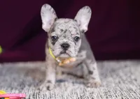 Allie, a female French Bulldog for sale in Millersburg, OH – Photo 9 of 10
