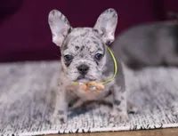 Allie, a female French Bulldog for sale in Millersburg, OH – Photo 4 of 10