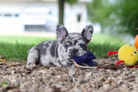 Hayden, a male French Bulldog for sale in Millersburg, OH – 7 of 10