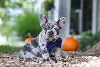 Hayden, a male French Bulldog for sale in Millersburg, OH – 4 of 10
