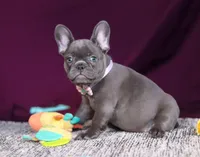 Anika, a female French Bulldog for sale in Millersburg, OH – Photo 5 of 7