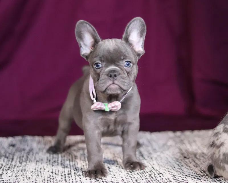 Anika, a female French Bulldog for sale in Millersburg, OH – Photo 1 of 7