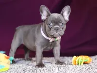 Anika, a female French Bulldog for sale in Millersburg, OH – Photo 4 of 7