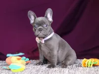 Anika, a female French Bulldog for sale in Millersburg, OH – Photo 2 of 7