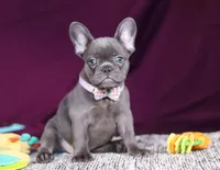 Anika, a female French Bulldog for sale in Millersburg, OH – Photo 6 of 7