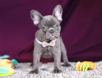 Anika, a female French Bulldog for sale in Millersburg, OH – Photo 7 of 7