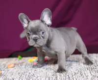 Anika, a female French Bulldog for sale in Millersburg, OH – Photo 3 of 7