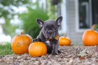 Hallie, a female French Bulldog for sale in Millersburg, OH – 6 of 7