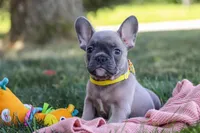 Colton, a male French Bulldog for sale in Millersburg, OH – Photo 7 of 10