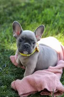 Colton, a male French Bulldog for sale in Millersburg, OH – Photo 5 of 10