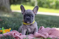 Colton, a male French Bulldog for sale in Millersburg, OH – Photo 4 of 10