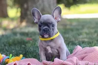Colton, a male French Bulldog for sale in Millersburg, OH – Photo 1 of 10