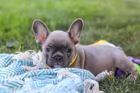 Colton, a male French Bulldog for sale in Millersburg, OH – Photo 9 of 10