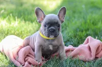 Colton, a male French Bulldog for sale in Millersburg, OH – Photo 6 of 10