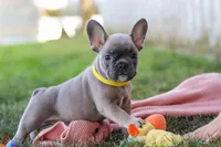 Colton, a male French Bulldog for sale in Millersburg, OH – Photo 8 of 10