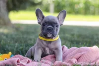 Colton, a male French Bulldog for sale in Millersburg, OH – Photo 3 of 10