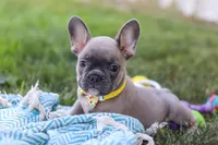 Colton, a male French Bulldog for sale in Millersburg, OH – Photo 10 of 10