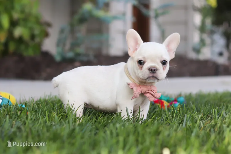 Eden – French Bulldog puppy for sale in Millersburg, OH