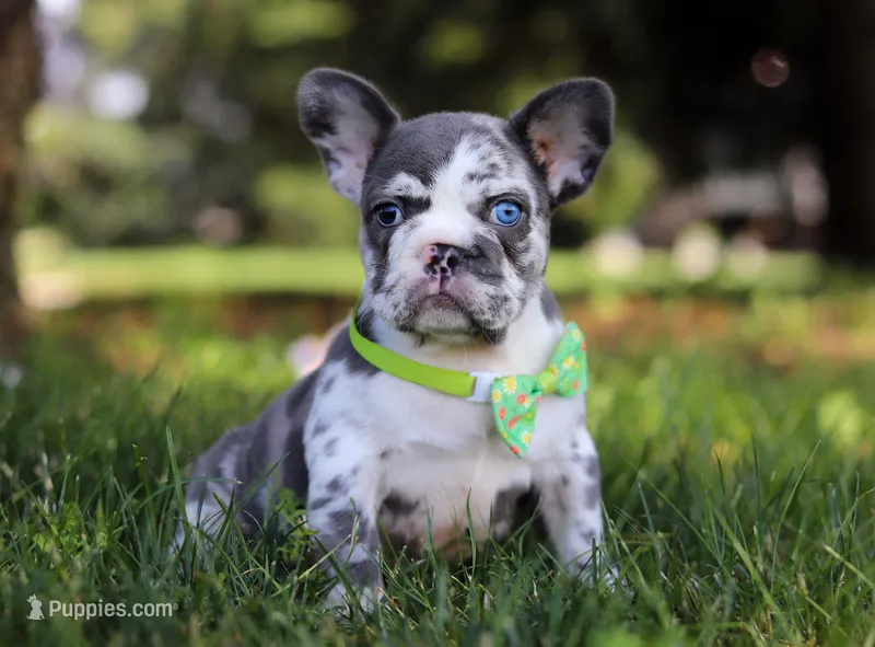 Patrick, a male French Bulldog for sale in Millersburg, OH – Photo 1 of 10
