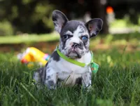 Patrick, a male French Bulldog for sale in Millersburg, OH – Photo 3 of 10