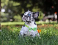 Patrick, a male French Bulldog for sale in Millersburg, OH – Photo 7 of 10