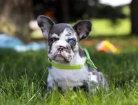 Patrick, a male French Bulldog for sale in Millersburg, OH – Photo 5 of 10