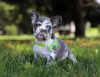 Patrick, a male French Bulldog for sale in Millersburg, OH – Photo 10 of 10